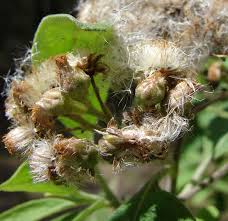 Image result for Pseudoconyza viscosa