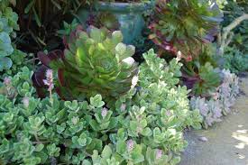 Image result for Coleus neochilus