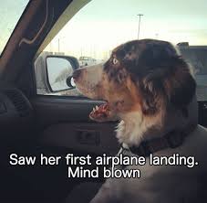 I Has A Hotdog Airplane Funny Dog Pictures Dog Memes Puppy Pictures Pictures Of Dogs Dog Pictures Funny Pictures Of Dogs Dog Memes Puppy Pictures Doge Cheezburger