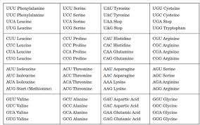 solved the following chart lists all possible mrna codons