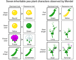 Some proteins need to leave the cell. From Genes To Proteins Help Dna Structure Replication And Technology Study Guide Shmoop