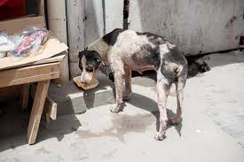 Wings of Rescue - Hungry and thirsty St. Vincent dog (Photo Stephen  Hornsey) | Facebook