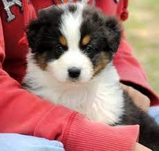 The australian shepherd is an intelligent dog who loves to play & has a thick and slightly wavy coat. Australian Shepherds Of Oregon Mckenzie River Aussies Of Oregon