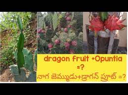 I gather a bunch of if the fruit is really ripe, the skin will easily fall away with just some gentle nudging. Grafting Dragon Fruit Plant On Opuntia Prickly Pear à°¨ à°— à°œ à°® à°® à°¡ Grafting Garden Youtube