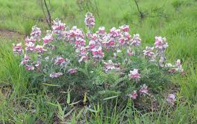 Image result for Rhynchosia holosericea