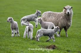 Black And White Sheep Breeds Nz Southland New Zealand With Images Sheep Lamb Cute Animals