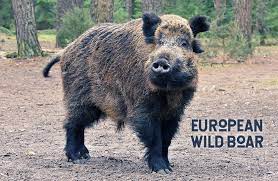 How To Survive A Wild Boar Attack Hog Basic Safety Tips