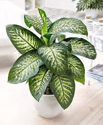 La decoración con plantas en baños puede hacer de este un espacio más acogedor, interesante y único, pues no todos deciden tener una maceta con una gran planta dentro de la ducha. Las Mejores Plantas Para El Bano
