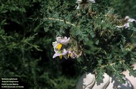 Image result for Solanum zanzibarense