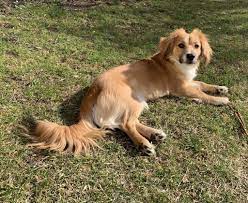 Kokoni - Dog Guide (Personality, Health, Grooming etc.) - Dog Desires