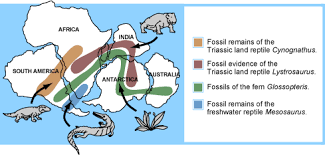 Fossils Common To The Southern Continentshttp Sciencewithmsbarton Files Wordpress Com 2013 10 Usgs World Map Pangaea Puzzle Continental Drift Fossils History