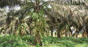 It is positioned in asia/kuala lumpur time zone (gmt+8 ) with current time of 11:53 pm, wednesday (difference from your time. Palm Oil Infosawit English Official Website