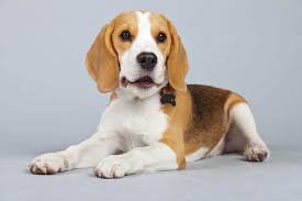 At What Age Do Beagles Stop Growing Embora Pets