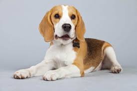 at what age do beagles stop growing embora pets