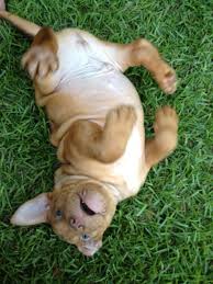 Konya Pitbull Konya Turkey Facebook