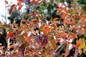 Proper crape myrtle tree care is needed for good health and growth. Close Up Of Leaves Of A Crepe Myrtle Lagerstroemia Indica Or Stock Photo Picture And Royalty Free Image Image 19331053