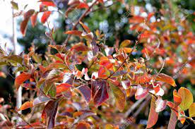 I looked up some of the problems, but it doesn't appear to be aphids or fungus according. Close Up Of Leaves Of A Crepe Myrtle Lagerstroemia Indica Or Stock Photo Picture And Royalty Free Image Image 19331053