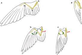 A butterfly has four wings, two forewings and two hindwings. Comparative Anatomy Of The Postural Mechanisms Of The Forelimbs Of Birds And Mammals Springerlink