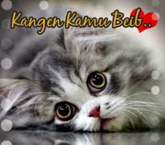 Gambar Kucing Lucu Dengan Kata Kata Galau Lucu Gambar Kucing Lucu Gambar Lucu