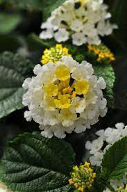 Lantana Pictures National Garden Bureau Lantana Small Space Gardening Summer Garden
