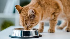 Persia peaknose menjadi jenis persia yang paling banyak diincar. 9 Makanan Kucing Kampung Dan Minumannya Agar Sehat