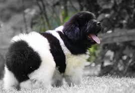 Offspring of bruce are the finest looking newfs you'll find. Pin By Rachel Wesch On Photos Landseer Dog Newfoundland Dog Dog Rules