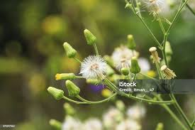 Image result for Vernonia cinerea