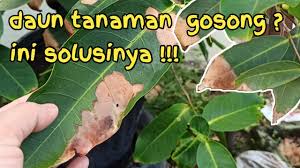 Kenapa mesti nak tayang kuali cecantik jer? Penyebab Daun Tanaman Gosong Dan Solusinya Youtube