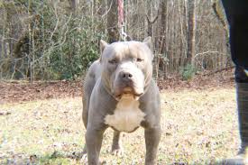 Extreme Xl Blue Nose Bully Pitbull Male Crump S Bullies Remy