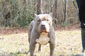 The term gator pit bull refers to a pitbull puppy that comes from the gator pitbull bloodline. Extreme Xl Blue Nose Bully Pitbull Male Crump S Bullies Remy