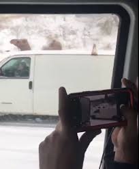 There are 22 suppliers who sells camel tow on alibaba.com, mainly located in asia. Bizarre Moment A Camel Is Seen Standing In The Snow On Us Highway Amid East Coast S Freak Snowstorm