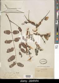 Image result for Cordyla africana