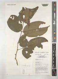 Image result for Anthonotha macrophylla