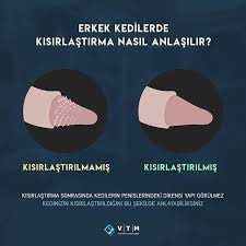 pin pa evcil hayvanlar