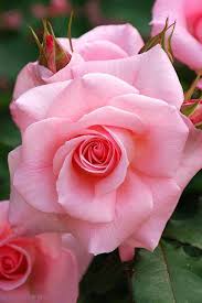 Bridal Pink Rose Beautiful Pink Roses Pink Flowers Flowers