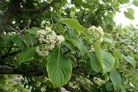Image result for Ehretia cymosa