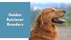 Genetic testing for eic, cnm, pra and prcd has also. Golden Retriever Breeders Golden Retriever Puppies For Sale Animalfate
