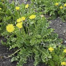 Red climbing rose seeds garden flower plant seedlings, (buy 1 get 1 15% off). Dandelion Buy Organic Seeds Online Herbs Sativa Online Shop