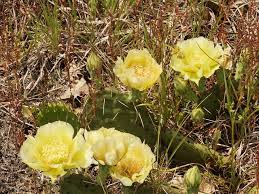 Cacti are of different types, and they come in diverse sizes, colors, and shapes. Eastern Prickly Pear Cactus