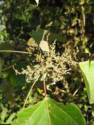 Image result for Macaranga mellifera