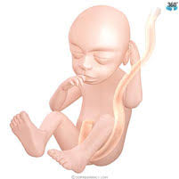 22 semanas de embarazo desde la gestación y ya son muchos los cambios que tu cuerpo ha experimentado… y muchos los que nos quedan por experimentar juntas; 22 Semanas De Gestacao Almanaque Dos Pais