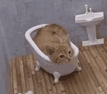 With tenor, maker of gif keyboard, add popular cat in bathtub animated gifs to your conversations. Kattarshians Cat Gif Kattarshians Cat Bathtub Discover Share Gifs
