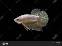 I used resin pigments to give these adorable fish various colors and sequin glitter on. Siamese Fighter Fish Image Photo Free Trial Bigstock