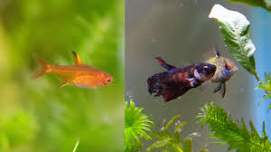 I love my little embers! Adding Ember Tetras To My Betta Community Tank 10 Gallon Reveal Video Youtube