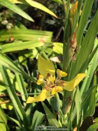Is this normal and can more iris be produced from the seeds. Photo Of The Bloom Of Yellow Walking Iris Neomarica Longifolia Posted By Piksihk Garden Org