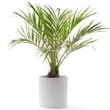 The word pygmy refers to the smaller size. Dwarf Date Palm Feather Palm Pygmy Palm Indoors Phoenix Roebelenii My Garden Life