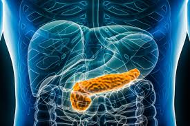 Image result for pancreas)