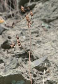 Image result for Cystostemon