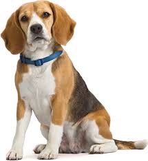 We did not find results for: Evans Direct Pet Transport Transfer Services Door To Door Pet Transportation