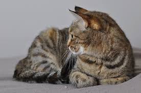 Tekir Kedi Burvet Bursa Veteriner Klinigi